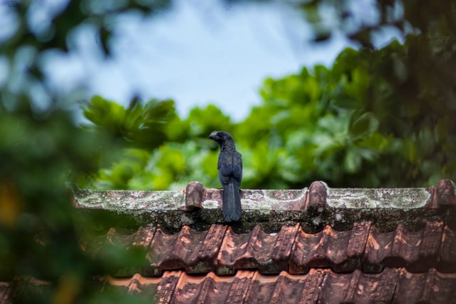 A bird sitting on a roof that needs repairs