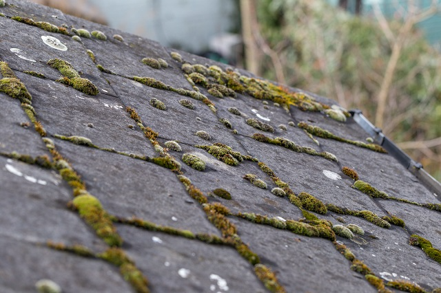 Closeup of moss, mold and mildew growing on a roof