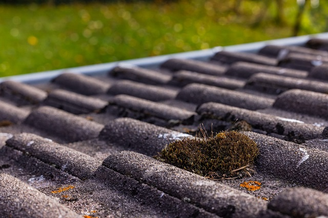 Small patch of dark moss on a roof