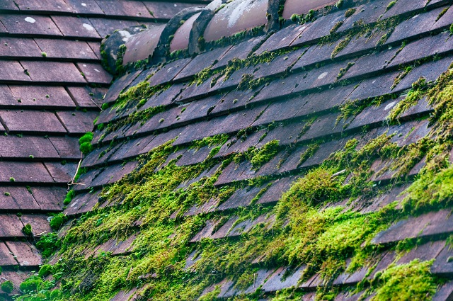 Moss growing on an old, deteriorated roof