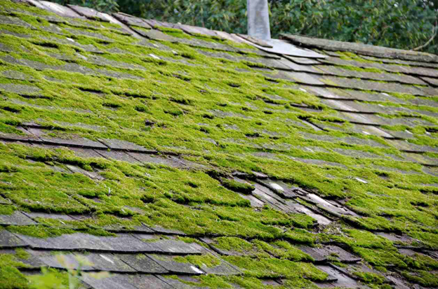 moss on a shingle roof