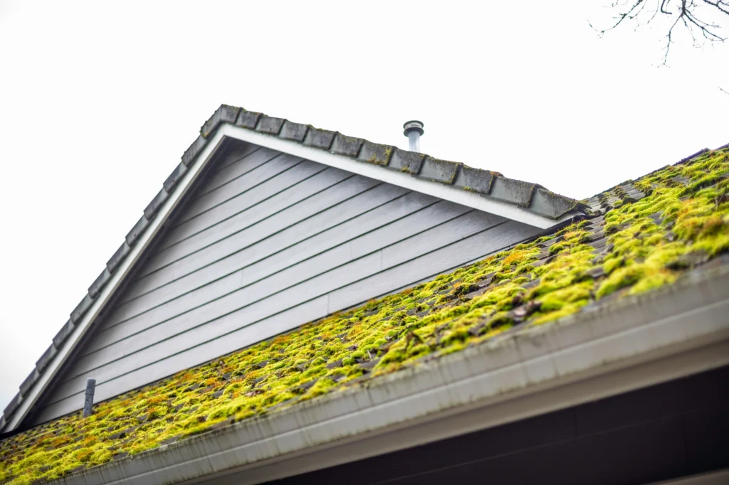 Moss growing on a roof